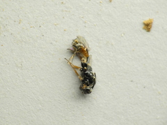 Orthopelma