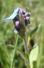 Myosotis sylvatica sylvatica