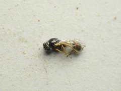 Orthopelma