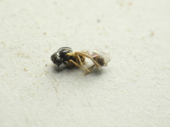 Orthopelma