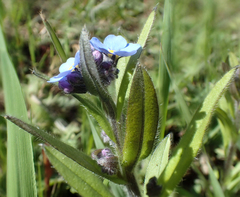 Myosotis sylvatica sylvatica