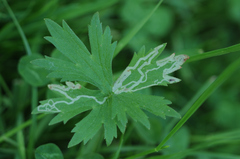 Phytomyza ranunculi