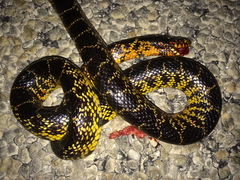Lampropeltis splendida