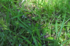 Trifolium oliganthum