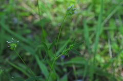 Trifolium oliganthum