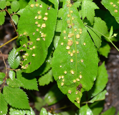 Phylloxera caryaefallax