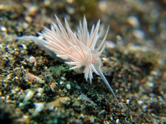 Sakuraeolis sakuracea