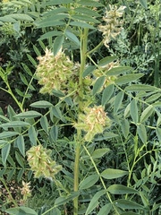 Glycyrrhiza lepidota