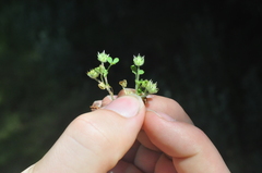 Trifolium microcephalum
