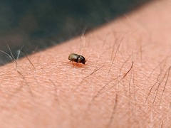Bostrichoidea