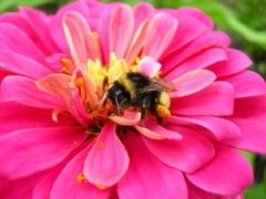 Bombus terricola image