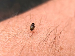 Bostrichoidea