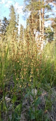 Rumex longifolius