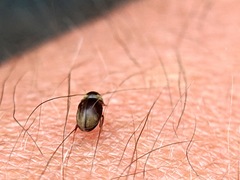 Bostrichoidea