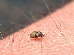Bostrichoidea