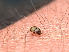 Bostrichoidea
