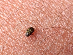 Bostrichoidea