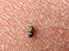 Bostrichoidea