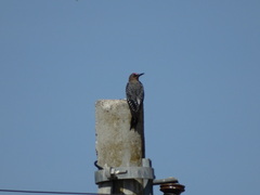 Melanerpes hypopolius