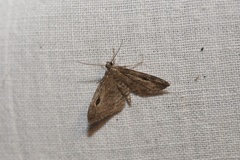 Melanomma auricinctaria