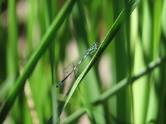 Coenagrion resolutum