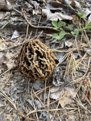 Morchella americana