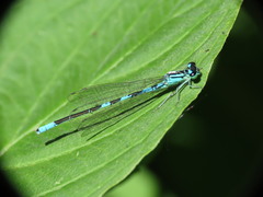 Coenagrion resolutum
