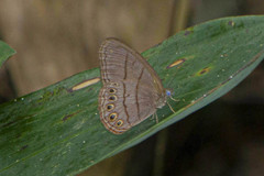 Splendeuptychia mima