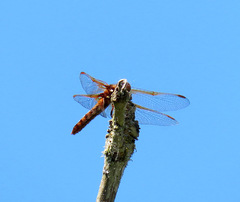 Sympetrum illotum