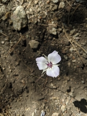 Calochortus invenustus