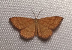 Idaea serpentata