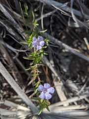 Dyschoriste angusta