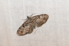 Eupithecia mutata