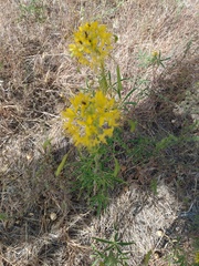 Cleomella lutea
