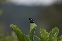 Chaetocercus heliodor