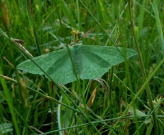Geometra papilionaria