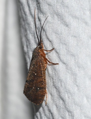 Ptilostomis ocellifera