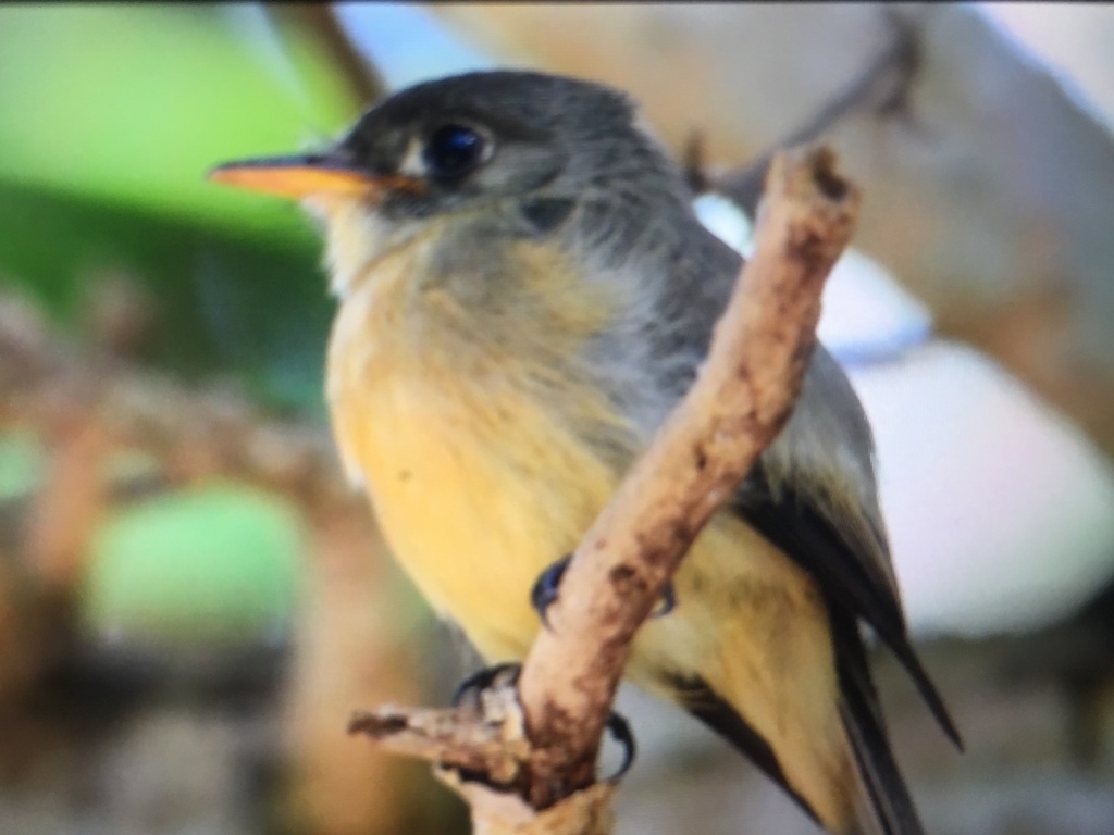 Lesser Antillean Pewee (Puerto Rico)