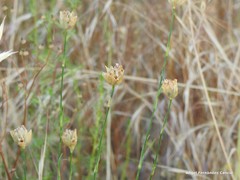 Petrorhagia prolifera