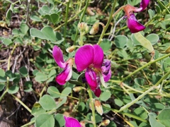 Tephrosia lindheimeri