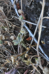 Trifolium microcephalum