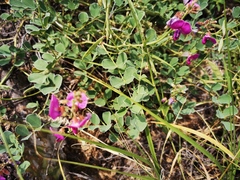 Tephrosia lindheimeri