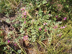 Tephrosia lindheimeri