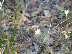 Bituminaria bituminosa