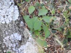 Bituminaria bituminosa