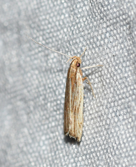 Helcystogramma hystricella