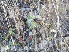 Bituminaria bituminosa