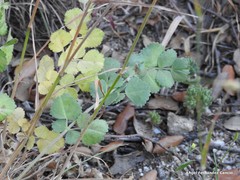 Pimpinella villosa