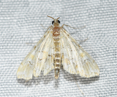 Elophila icciusalis
