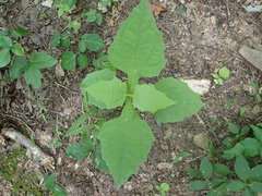 Smallanthus uvedalia
